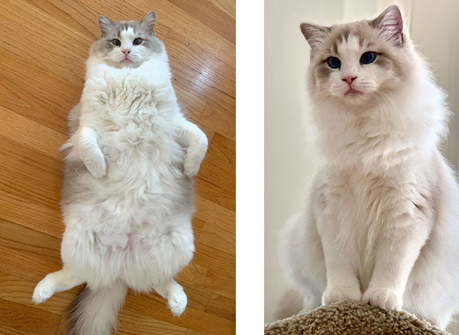 Cute photos of Claudia's Ragdoll Cat Anderson