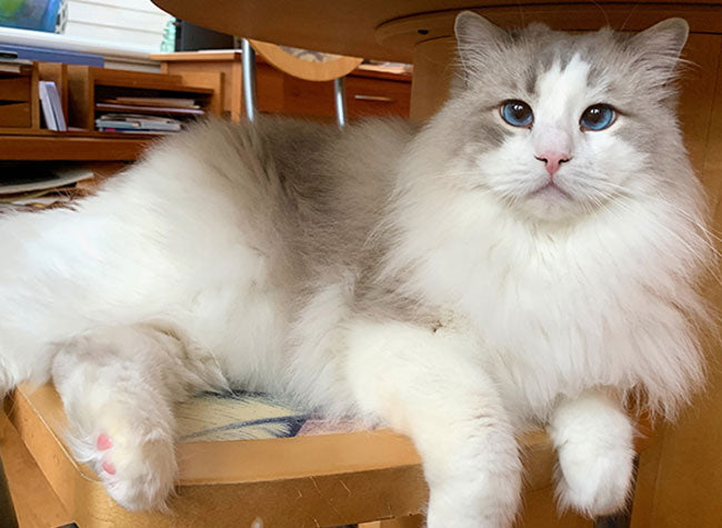 Anderson - Claudia's Ragdoll Cat