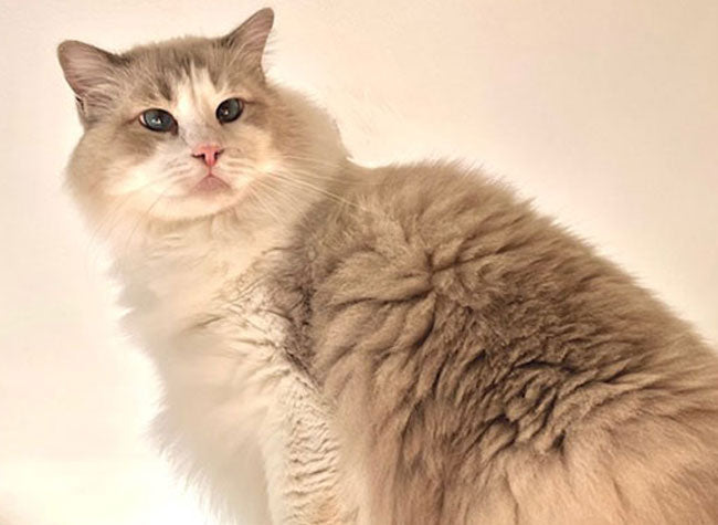 Anderson, Ragdoll cat