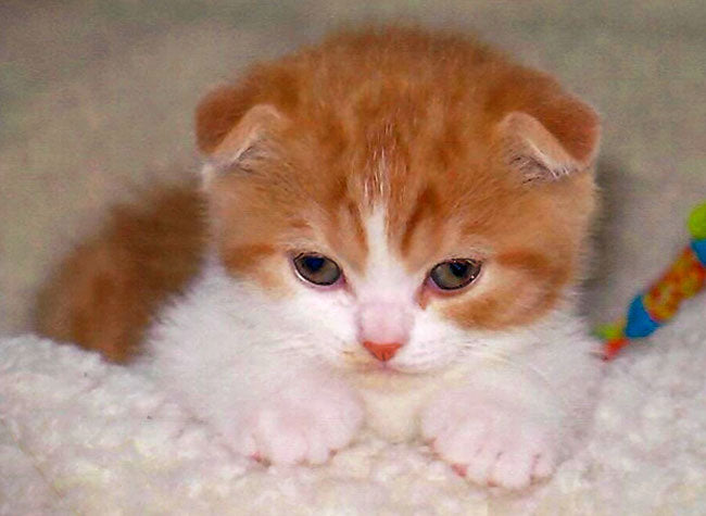 Claudia's cat Lucy as a kitten