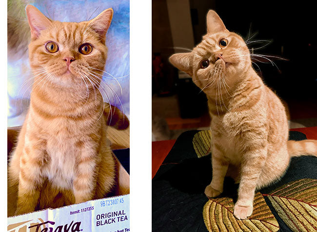Red Romeo - Claudia's British Shorthair Cat