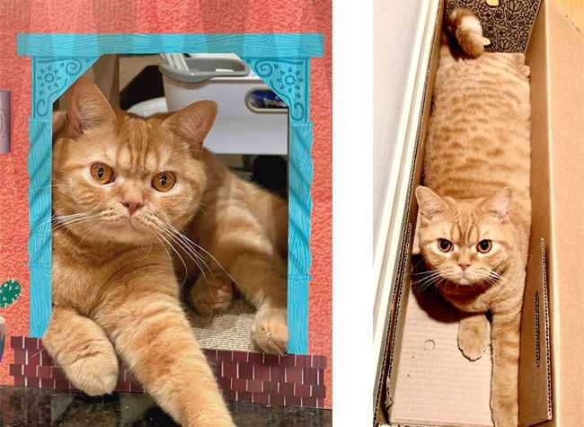 Cute photos of Red Romeo, British Shorthair Cat