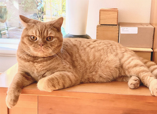 Red Romeo, British Shorthair Cat
