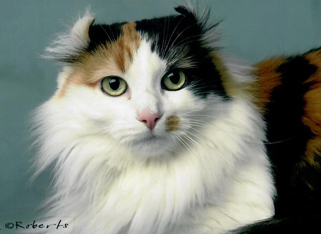 Claudia's cat Sabrina