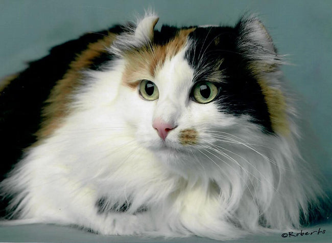 Claudia's cat Sabrina, Calico American Curl