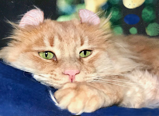 Claudia's American Curl cat Simba