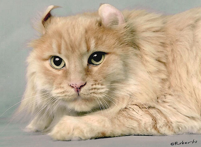 Claudia's American Curl Cat Simba