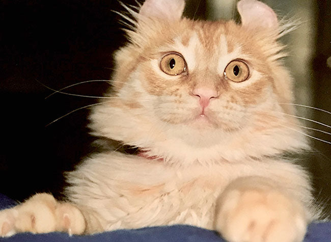 Claudia's American Curl cat Simba
