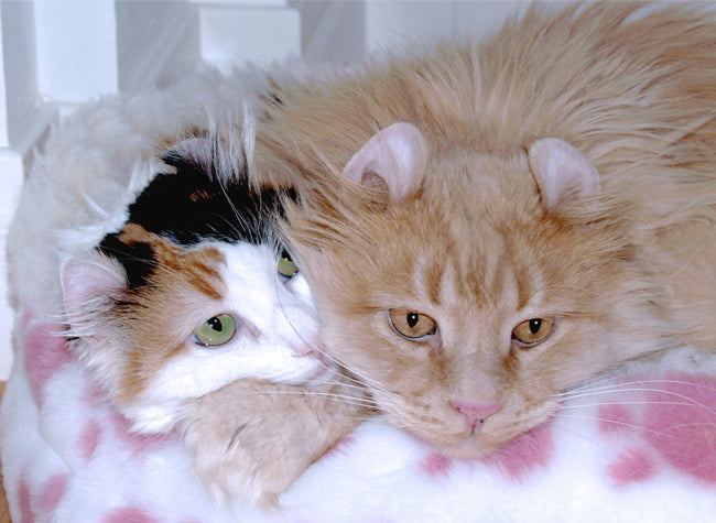 Claudia's Cats Simba and Sabrina