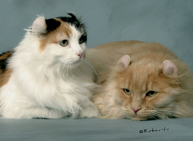 Claudia's Cats Simba and Sabrina