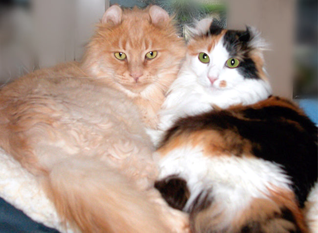 Claudia's Cats Simba and Sabrina